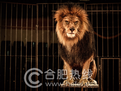 上派绿地最新动态，科技重塑绿色未来，体验绿色生态之城
