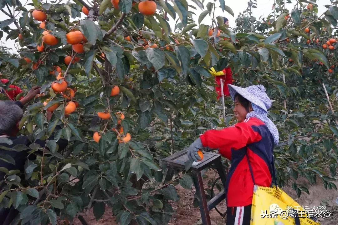 微生物菌肥价格揭秘，开启自然美景之旅的邀请